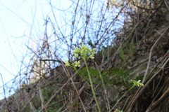 Biscutella auriculata