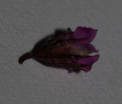 Indigofera guthriei