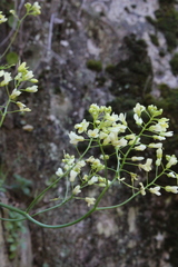 Biscutella auriculata