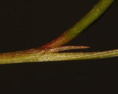 Indigofera guthriei