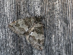 Hydriomena renunciata