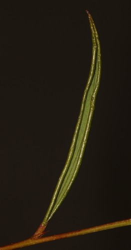 Image of Indigofera guthriei by (c) Brian du Preez, some rights reserved (CC BY-SA)