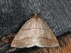 Petrophora subaequaria