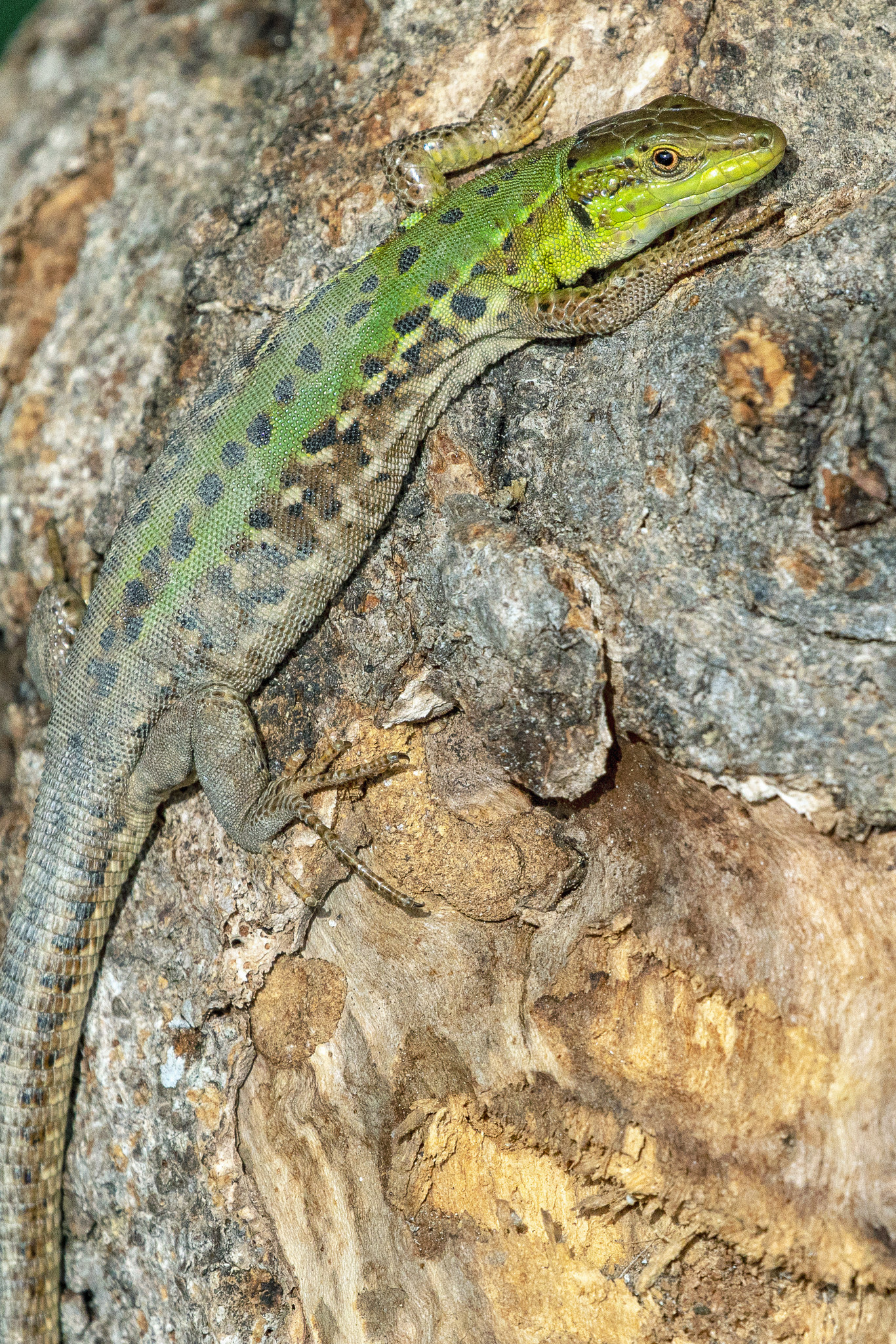 Northern Italian Wall Lizard (Subspecies Podarcis siculus campestris) ·  iNaturalist