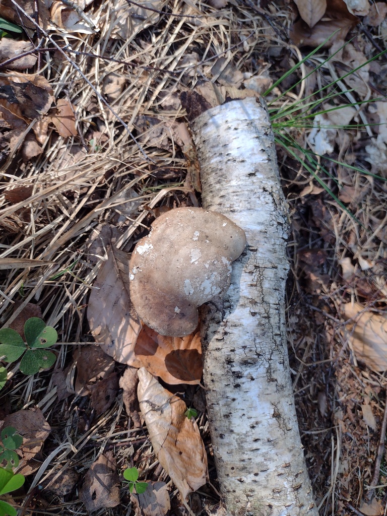 Fomitopsis betulina · May 2026 · photo: © bagli (iNaturalist, cc0)
