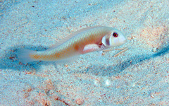 Rosy Razorfish photo 3