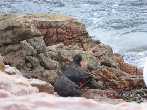 iNaturalist image