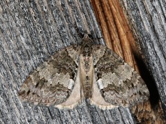 Hydriomena renunciata