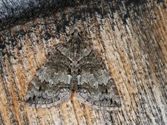 Hydriomena renunciata