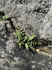 Asplenium bradleyi