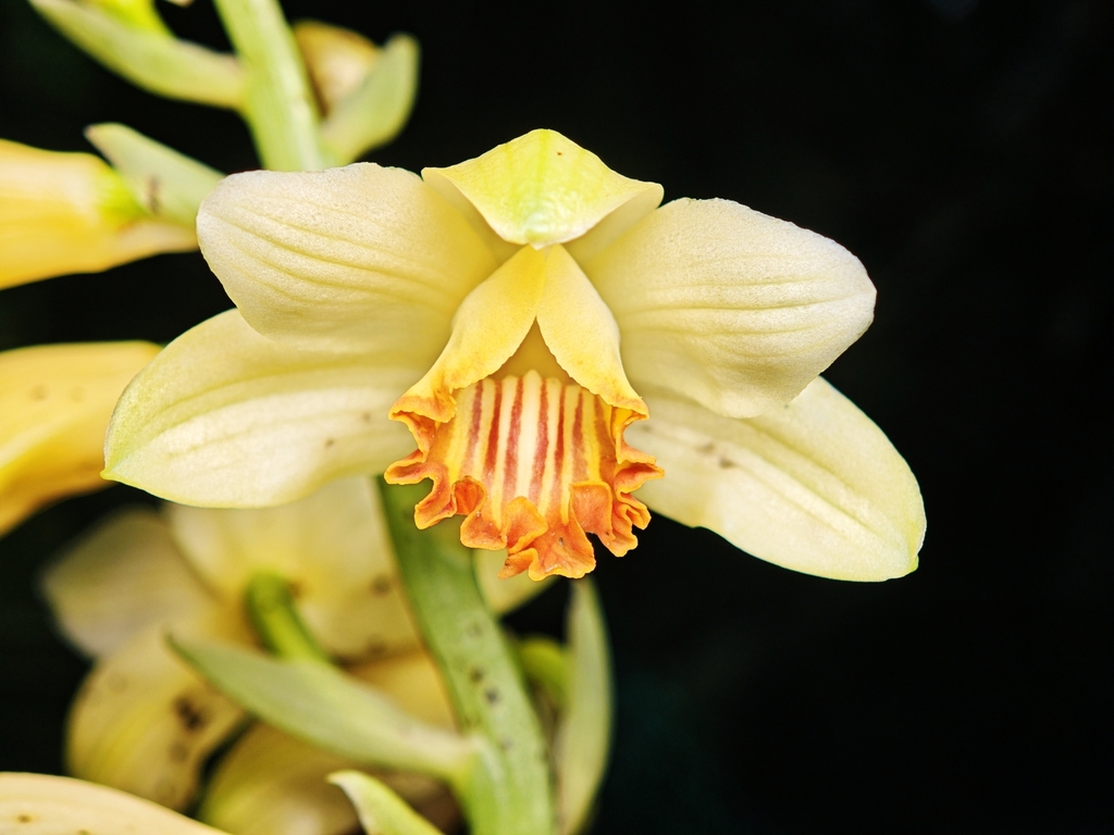 Calanthe woodfordii