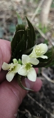 Cardamine enneaphyllos