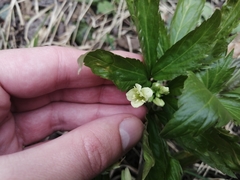 Cardamine enneaphyllos
