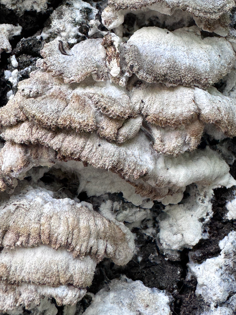 Schizophyllum commune · May 2026 · photo: © cipriansamoila (iNaturalist, cc-by)