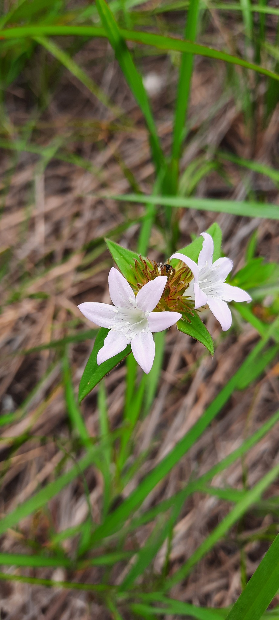 Richardia grandiflora