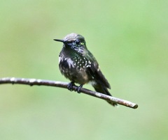 Lophornis chalybeus