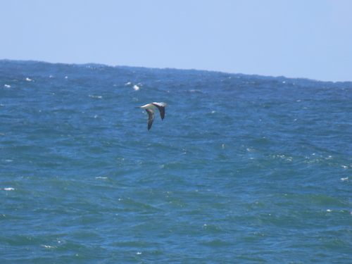 iNaturalist: (c) Nicolaas Myburgh, some rights reserved (CC BY-NC), uploaded by Nicolaas Myburgh iNaturalist image