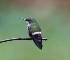 Lophornis chalybeus