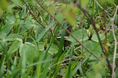 Trillium viridescens