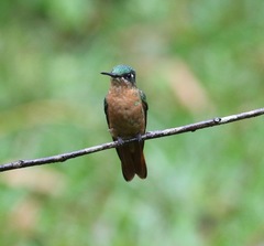 Heliodoxa rubricauda