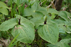 Trillium viridescens