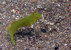 Iniistius aneitensis