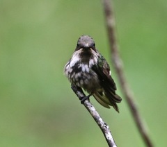 Lophornis chalybeus