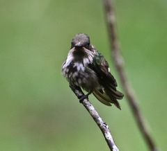 Lophornis chalybeus