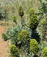 Echium nervosum, photograph (c) Petr Harant, some rights reserved (CC BY)
