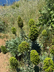 Echium nervosum, photograph (c) Petr Harant, some rights reserved (CC BY)