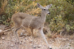 Odocoileus virginianus carminis