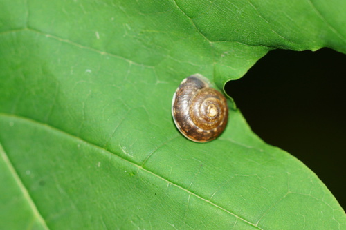 Hygromia cinctella