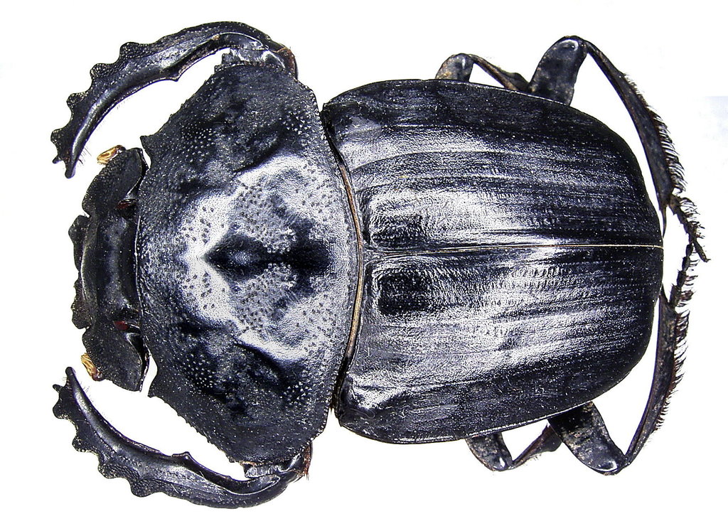 Pachylomera