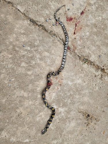 Mandarin Ratsnake