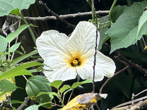 Momordica subangulata
