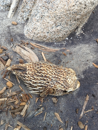 Diodon hystrix