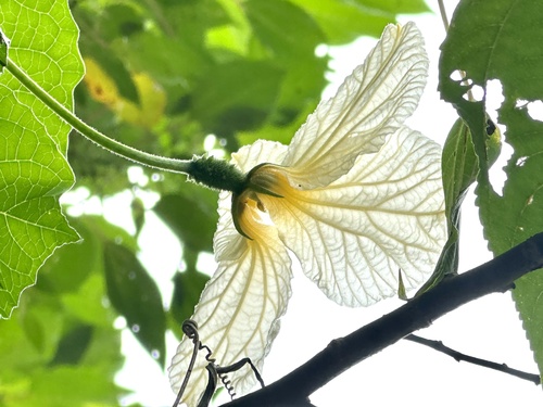 Momordica subangulata
