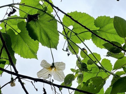 Momordica subangulata