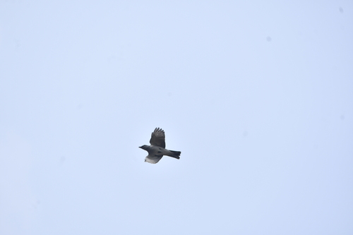 Indian Cuckooshrike (Coracina macei), photo 3