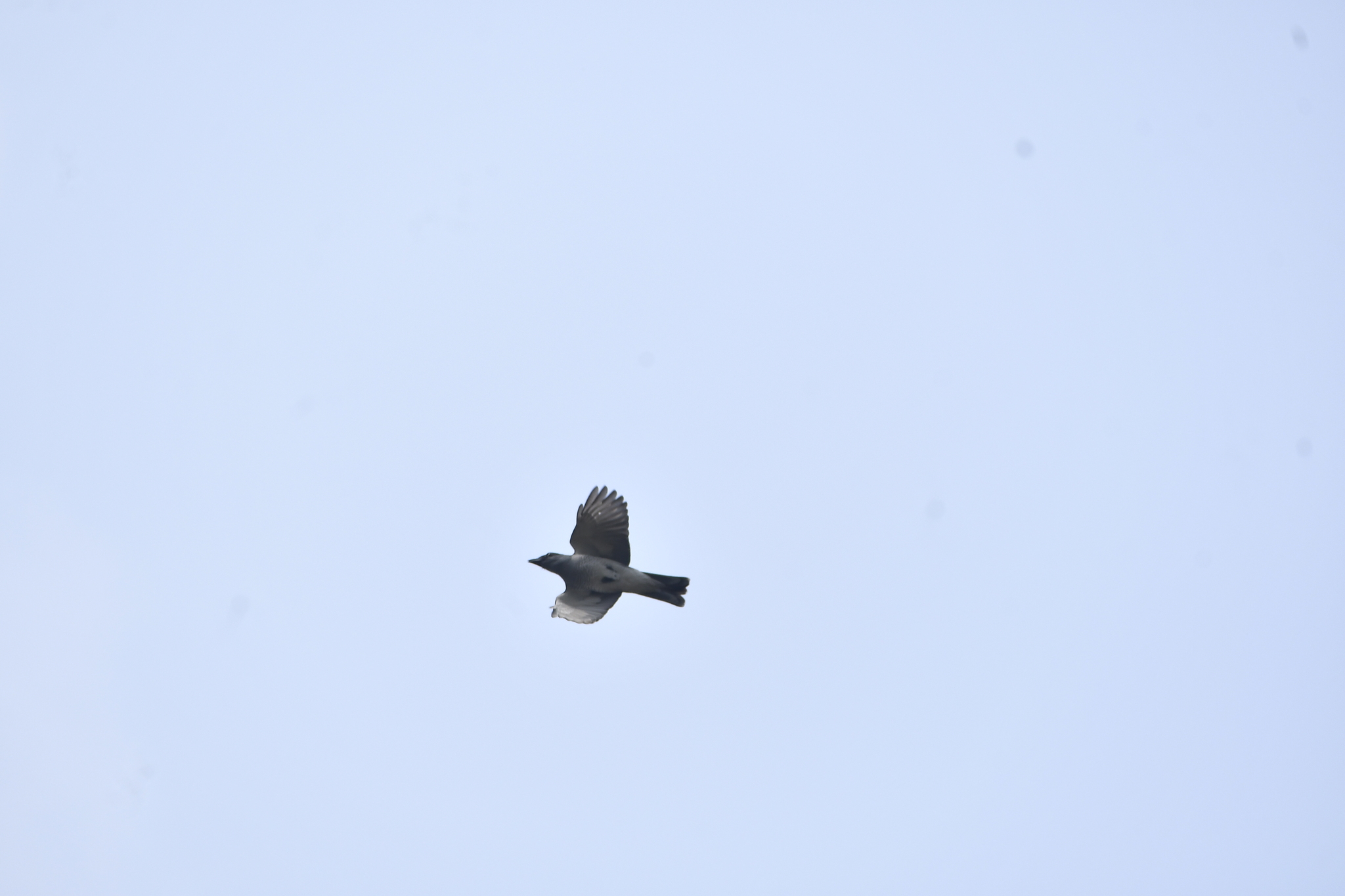 Indian Cuckooshrike (Coracina macei), photo 3
