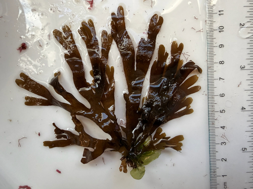 Pachydictyon coriaceum observed 2026-05-06