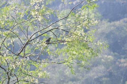 Sirkeer Malkoha (Taccocua leschenaultii), photo 4