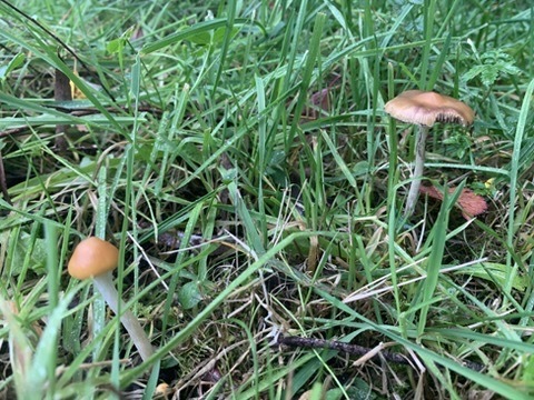 Psilocybe subaeruginosa · May 2026 · photo: © yung_bojangles (iNaturalist, cc0)