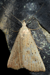 Macrochilo louisiana