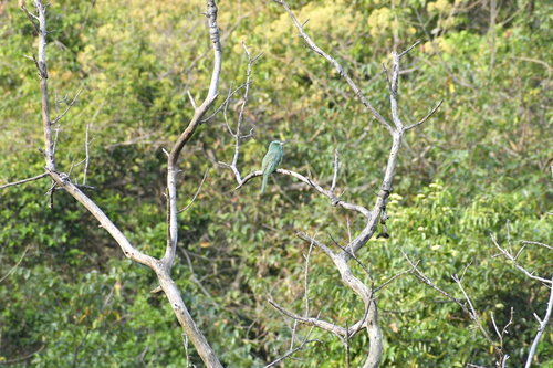 Blue-bearded Bee-eater (Nyctyornis athertoni), photo 6