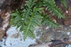 Polypodium calirhiza