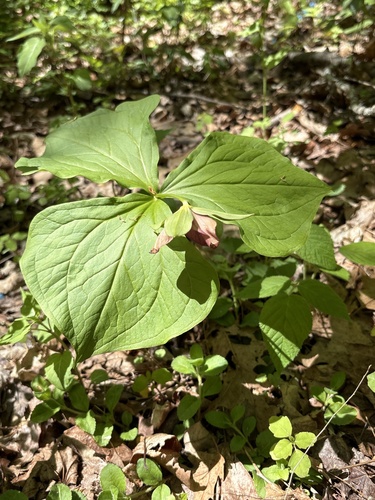 Allis Trail