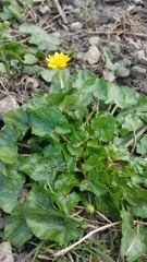 Ficaria verna