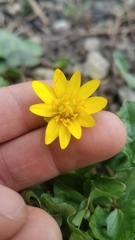 Ficaria verna