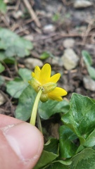 Ficaria verna
